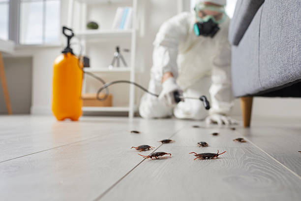 Post-Treatment Bed Bug Interceptor Monitoring in La Vale